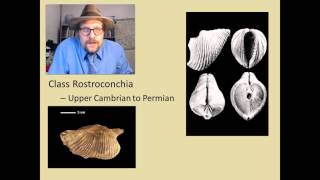 What are the major groups of fossil Molluscs [upl. by Aiciruam]