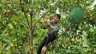 Harvesting Sapodilla Fruit Goes market sell take care of the pet Gardening  Solo Survival [upl. by Sahpec]