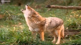 Coyote Sounds [upl. by Jotham]