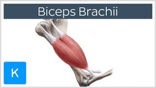 Biceps Brachii Muscle Overview and Action  Human Anatomy  Kenhub [upl. by Ida421]