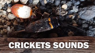 Cricket Chirping Sounds 4 Hour 47 Minutes [upl. by Danya]