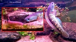 Snakehead vs Electric Catfish [upl. by Llehsar]