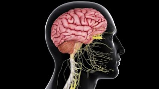 CNS 5  Sensory pathways amp Pain control Physiology Crash Course  DrNagi  Arabic [upl. by Andrel494]