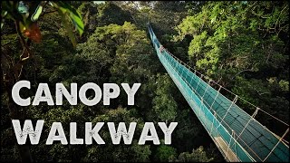 Worlds Largest Rainforest Canopy Walkway  Virtual Tour [upl. by Jacey]