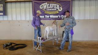 Fitting Goats for Show Day with Mike Harbour [upl. by Analah]