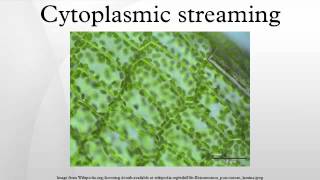 Cytoplasmic streaming [upl. by Nnaeirrac295]