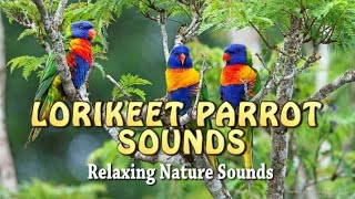 Lorikeet Parrot Sounds [upl. by Gemmell]