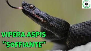 SHORTS SERPENTI e RETTILI VIPERA ASPIS FRANCISCIREDI soffiante liberata dopo un recupero [upl. by Ricardo]