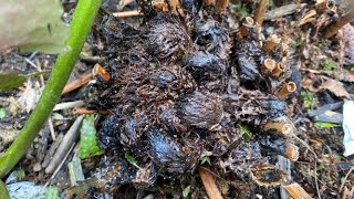 Cut Back For Autumn Fern Dryopteris Erythrosora March 29 2022 [upl. by Arutek940]