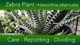 How to Grow The Zebra Plant Succulent  Haworthia attenuata Varieties and Propagation [upl. by Adnoral]