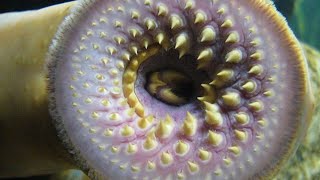 you wont believe it Lampreys Amazing Information [upl. by Carolina]