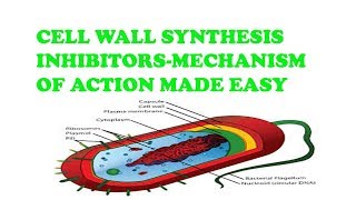 cell wall synthesis inhibitors mechanism of action unleashed [upl. by Lash]