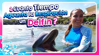 ¿Cuánto tiempo aguantan la respiración los delfines l Delphinus [upl. by Vieva]