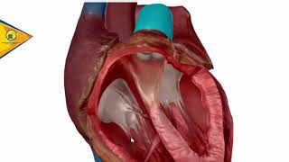 Anatomía del Corazón Valvulas cardiacas  Dr Ottoniel Sánchez [upl. by Trust]