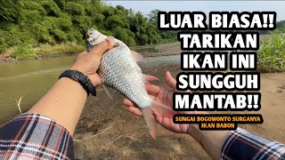 Mancing tawes sirip merah sehabis banjirtepat disarangnya plung nyuot [upl. by Adnilec]