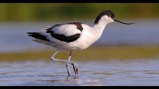 Pied Avocets Recurvirostra avosetta and a chick 8K [upl. by Bertila848]