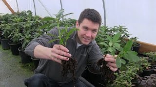 Propagate Thousands of Cuttings Easily Learn How to Build the Ultimate Plant Propagation Frame [upl. by Llehcear]