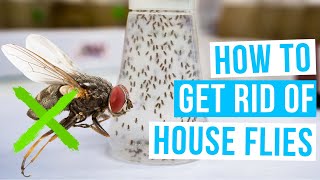 How to GET RID OF HOUSE FLIES with traps screens insecticides or white vinegar indoors [upl. by Aicnarf211]