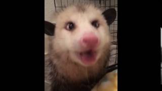 Cutest possum sounds ever [upl. by Ydissac722]