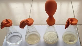 Alcohol Fermentation Process with Yeast  College and School Practical हिंदी में  Fermentation [upl. by Maureen]