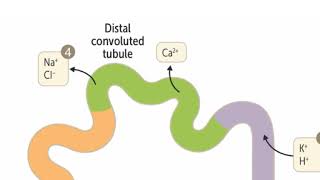 Diuretics mechanism of action [upl. by Ahsenrac]