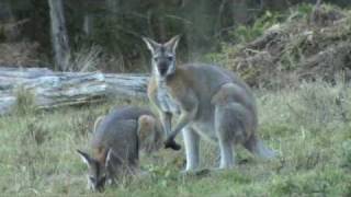 Australian Wildlife Wallabies courting [upl. by Blanc]