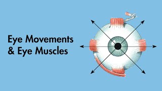 Cardinal Positions of Gaze  Eye Movements and Eye Muscles  Cranial Nerves  MEDZCOOL [upl. by Frangos499]