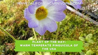 Plant of the Day Warm Temperate Pinguicula [upl. by Ottillia803]