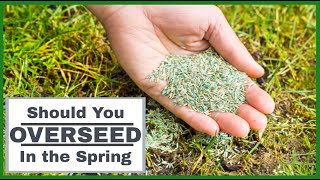 Should You Overseed In The Spring Full Overseeding Guide [upl. by Althee]