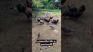 provincelife youtubeshort bisayavlogger beautifullifequotes [upl. by Darnall27]