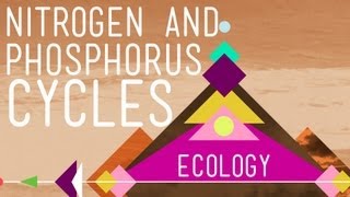 Nitrogen amp Phosphorus Cycles Always Recycle Part 2  Crash Course Ecology 9 [upl. by Harwin]