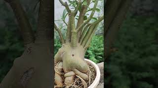 adenium plant cutting ll adenium plant care ll registani gulab ll plants plantlovers home [upl. by Nevets]