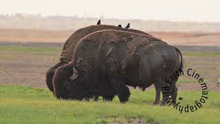 American Bison Family Sun Basking at Dusk and Wallowing [upl. by Bahe]