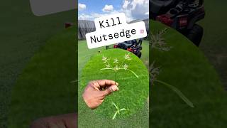 Use this to kill Nutsedge [upl. by Bernette643]