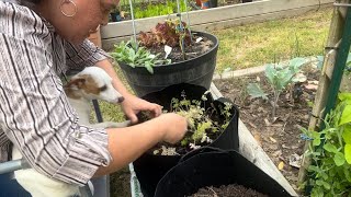 Planting Tomatillos Chervil Mashmallow  Fun Plant Tags and Some Video Corrections [upl. by Iznek220]