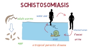 Schistosomiasis Bilharzia– an overview [upl. by Lacombe383]