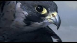 Peregrine Falcon Sky Dive  Inside the Perfect Predator  BBC [upl. by Munsey]