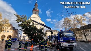 Weihnachtsbaum in Frankenthal wird aufgestellt November 2023 [upl. by Nerrad]