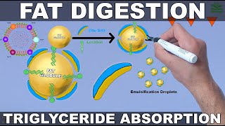 Fat Digestion and Absorption  Triglycerides [upl. by Sabelle]