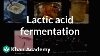 Lactic acid fermentation  Cellular respiration  Biology  Khan Academy [upl. by Matthew]