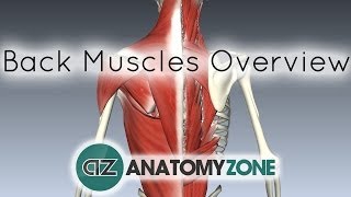 Back Muscles in a Nutshell  Anatomy Tutorial [upl. by Nuajed808]