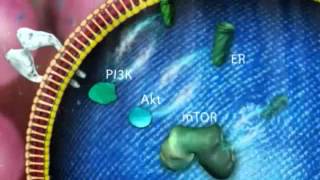 The mTOR pathway in ER advanced breast cancer [upl. by Nadabus794]