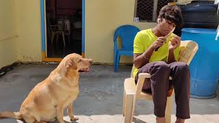 Upendra and gani funny fight most aggressive Labrador dog viralsupportfunnydogviode [upl. by Suiluj]