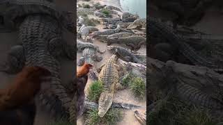 Live Chicken feeding to Crocodiles 👀 [upl. by Grizelda]