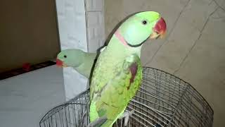 Beautiful Talking Parrot  Alexandrine Parrot [upl. by Yreffej]