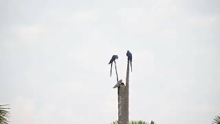 Hyacinth macaw [upl. by Ekalb]