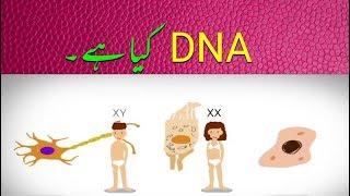 Genes DNA and Chromosomes explained Urdu  جینز اور ڈی این اے کیا ہے؟ [upl. by Cathrine]