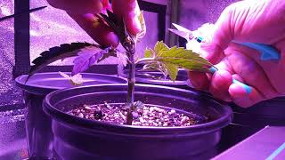 Kush Autoflower XLWeek 2 Topping and Mainlining tutorial [upl. by Annoyek]