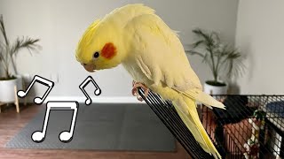 Female Cockatiel Singing Sounds [upl. by Sheila]