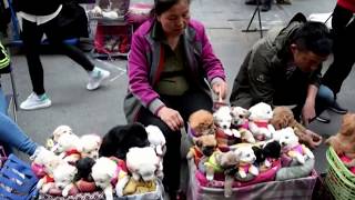 This is How They Sell Puppies in China THIS VIDEO WILL MAKE YOU SAD [upl. by Roybn]